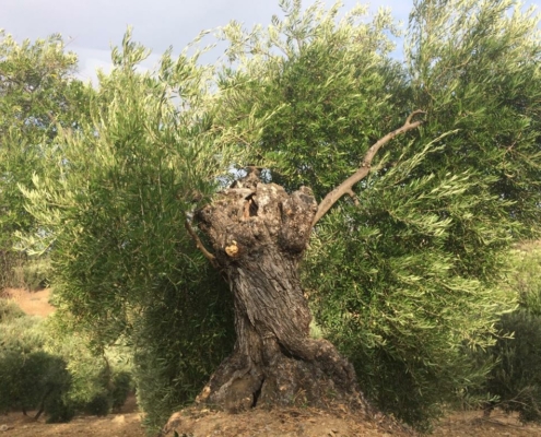 the very tree our green olives are from