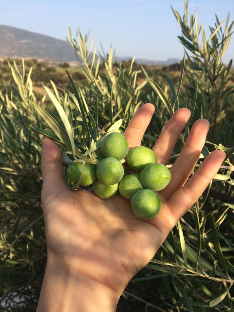 the actual olives (these may have been eaten already)